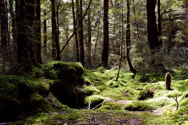 In lichter Farbe steht der Wald